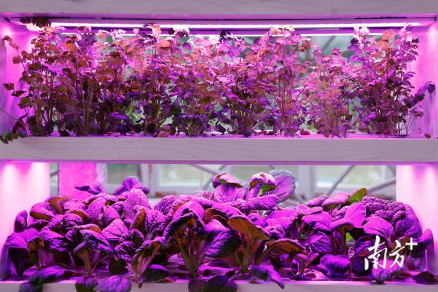 “智慧小院”内部场景。